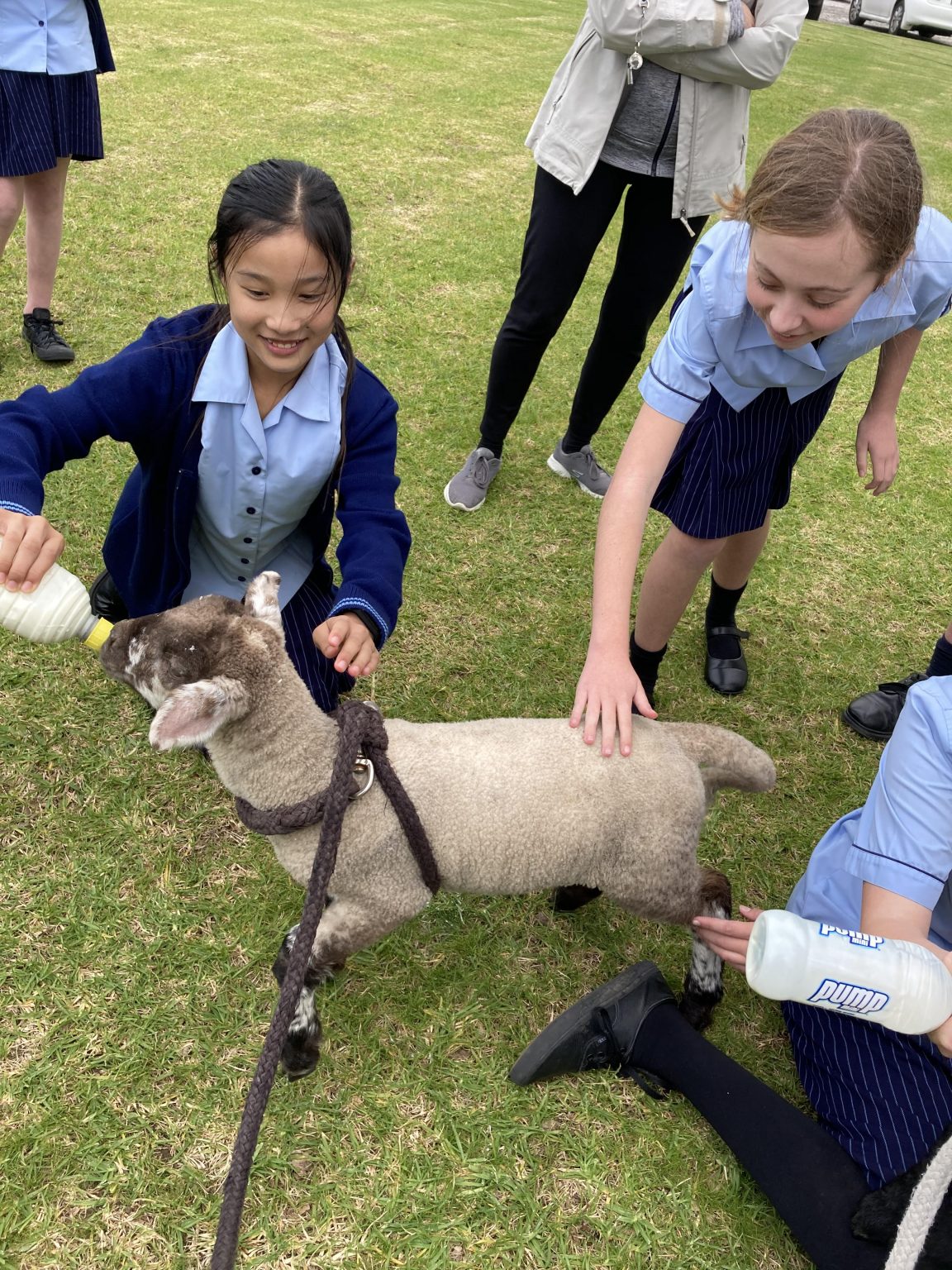Lambs Visit School Carmel College