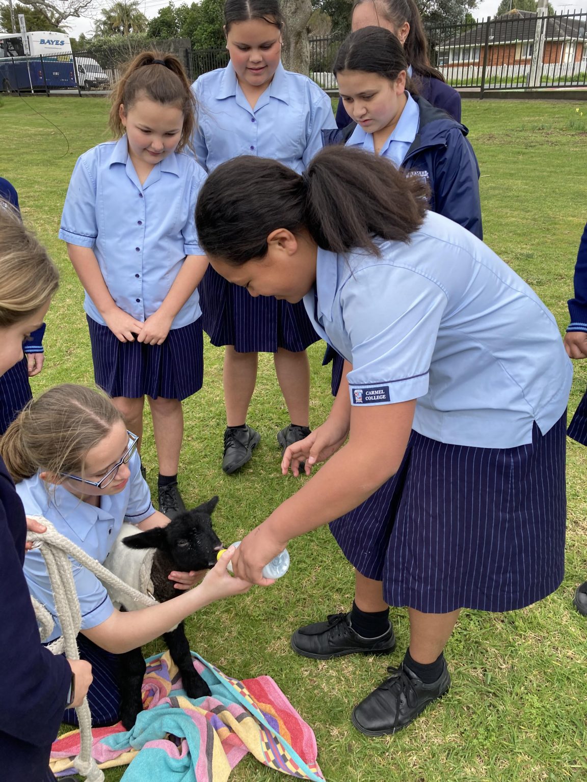 Lambs Visit School Carmel College