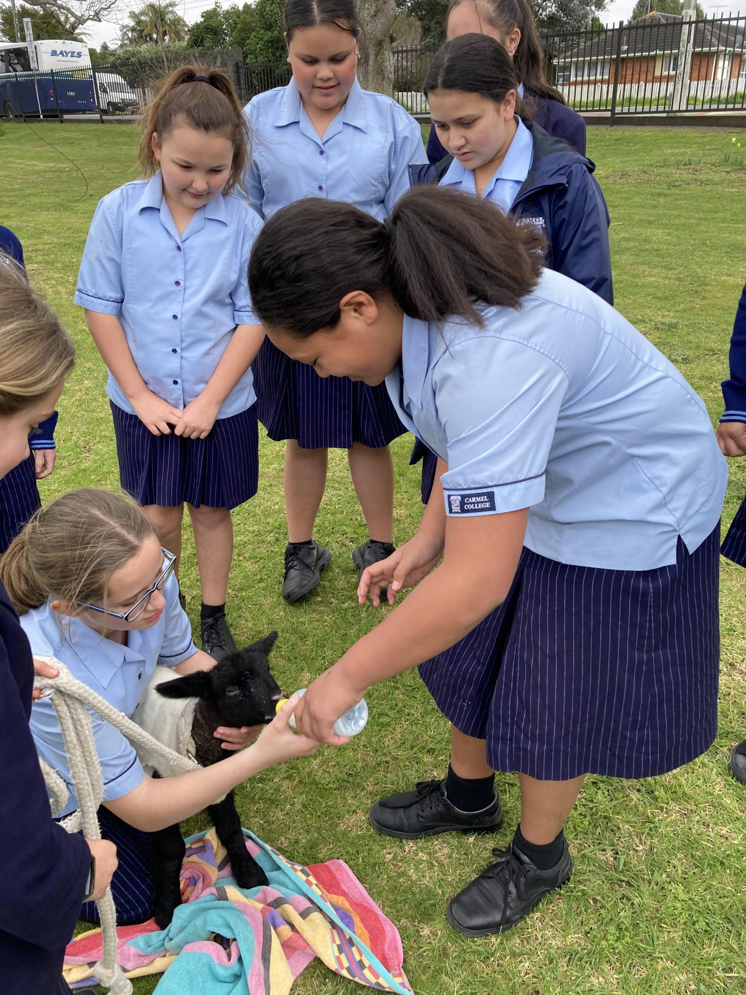 Lambs Visit School Carmel College