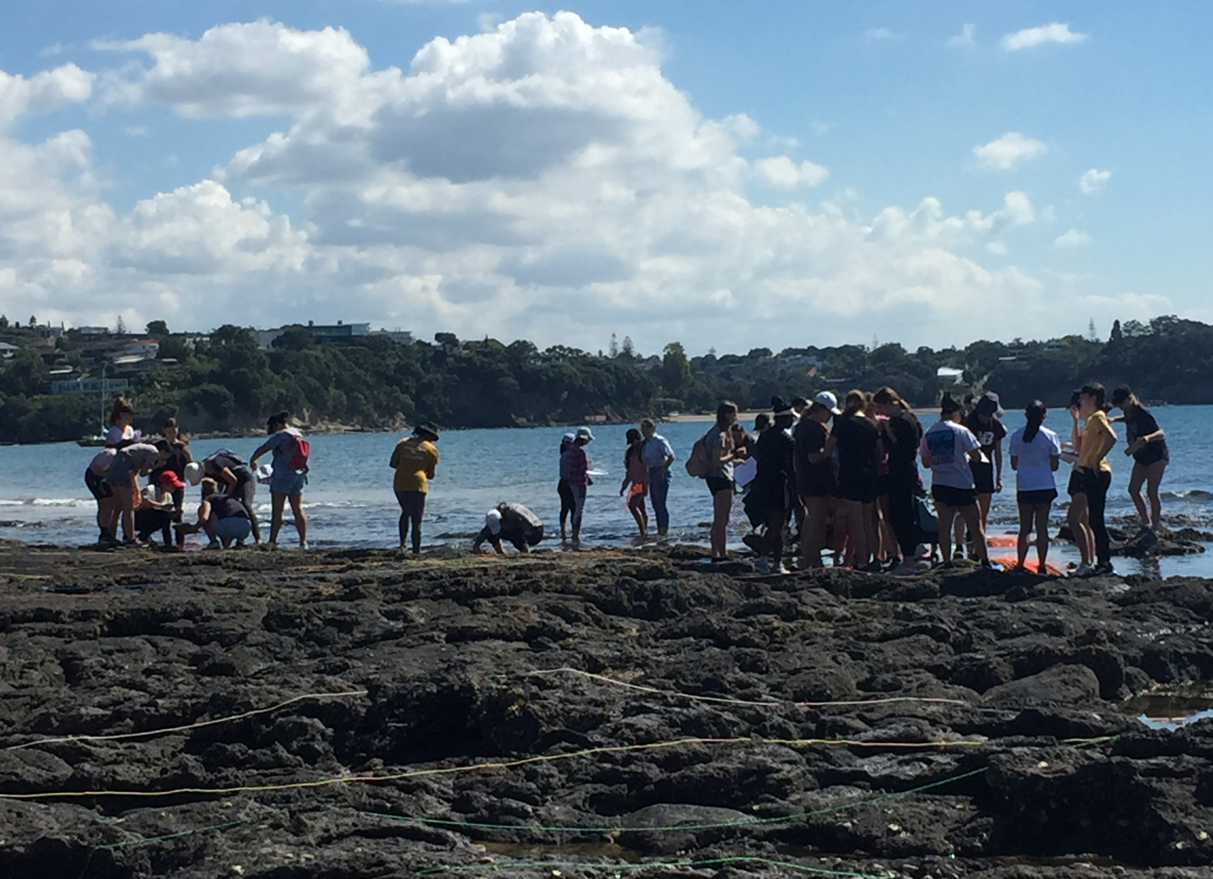 Read more about the article Year 12 Rocky Shore Study