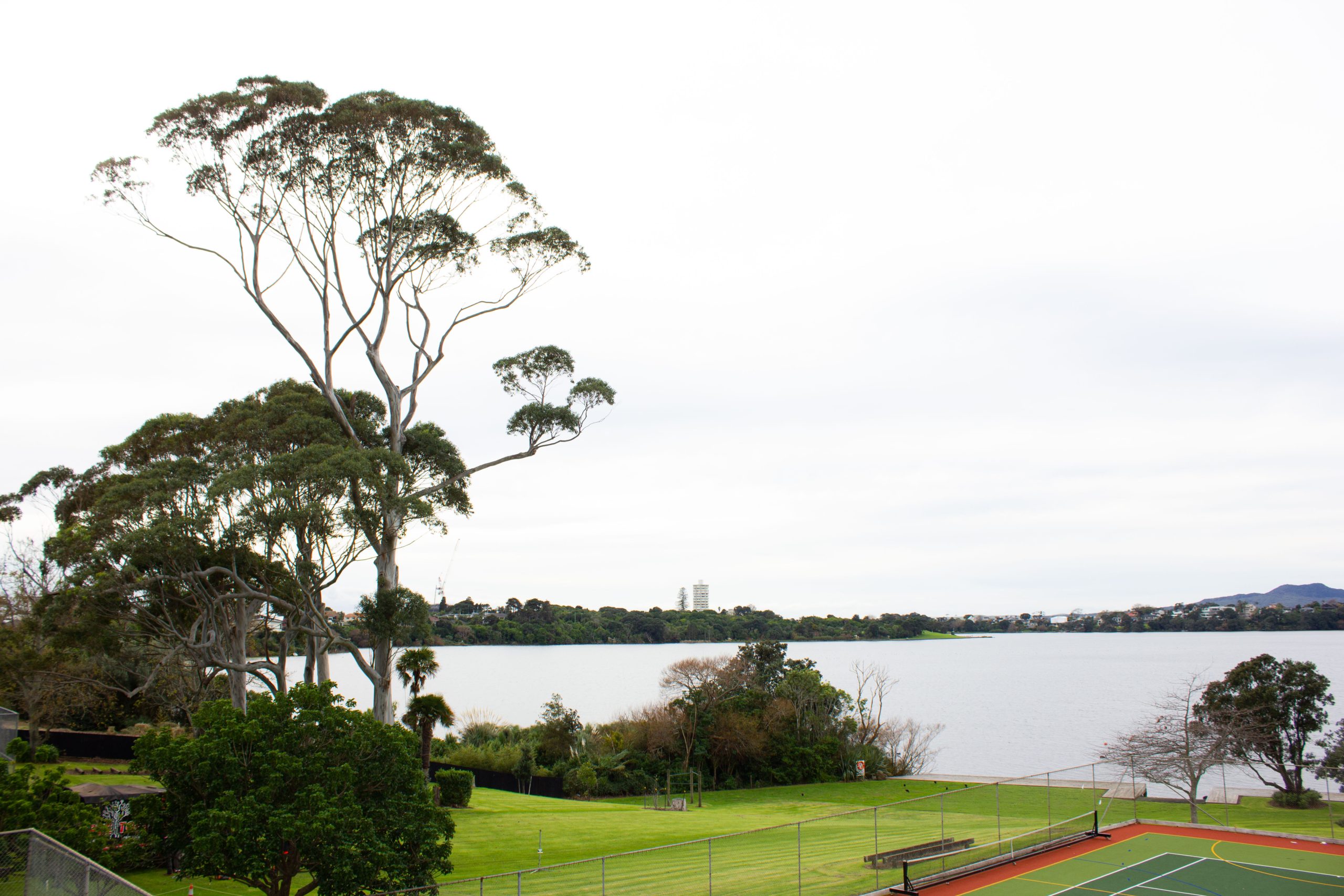 Read more about the article Tree Removal at Carmel