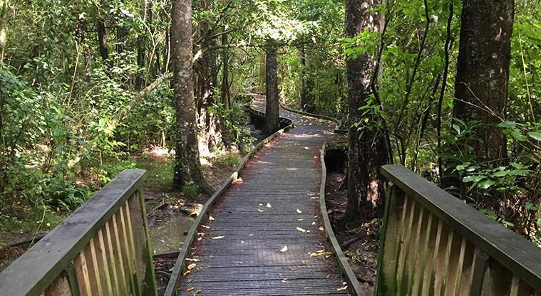 Read more about the article Year 12 Biology Field Trip to Smith’s Bush